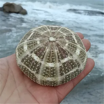 11-13 Didelio dydžio jūros ežių shell retas shell myli apdailos shell myli vestuvių stalo 