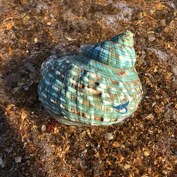 Gamtos myli shell žalia turbaną sraigė didelė žalia sraigė žuvų bakas akvariumo apdaila kraštovaizdžio roll korpuso žuvų shell atsiskyrėlis cr